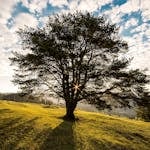 Tree symbol representing remembrance and legacy