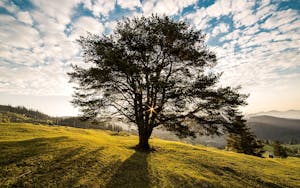 Tree symbol representing remembrance and legacy