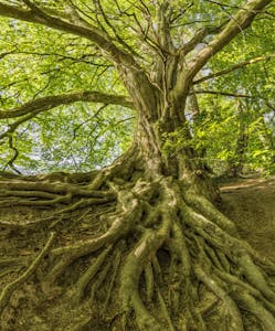 Captured in summer, a grand tree with sprawling roots offers a serene natural landscape.