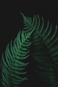 Detailed view of lush green fern leaves with dark backdrop, perfect for natural and botanical themes.