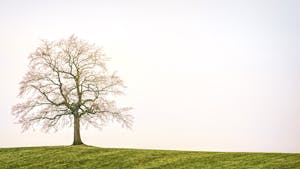 Tree symbol representing remembrance and legacy