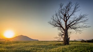 Tree graphic used to represent life and remembrance